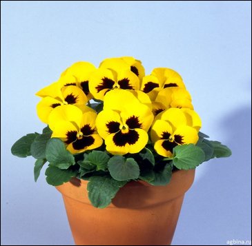 Виола Виттрока (Viola wittrockiana)