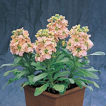 Левкой седой (Matthiola incana)