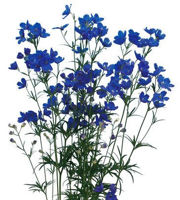Дельфиниум китайский (Delphinium chinensis)