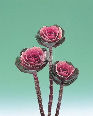 Декоративная капуста (Brassica oleracea)