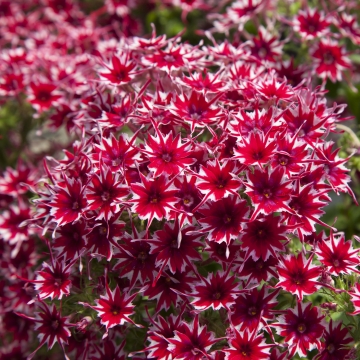 Флокс Друммонда (Phlox drummondii)