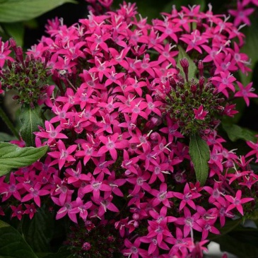 Пентас ланцетовидный (Pentas lanceolata)