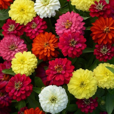 Цинния мариландская (Zinnia marylandica)