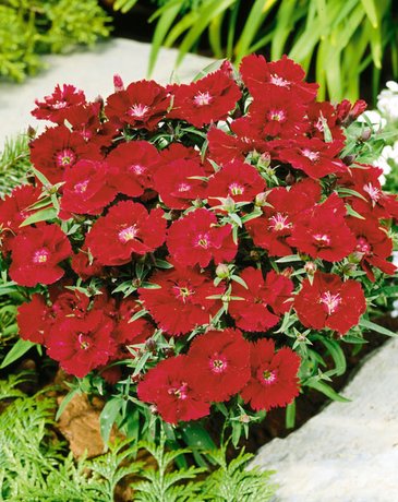 Гвоздика китайская (Dianthus chinensis)