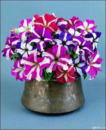 Петуния крупноцветковая (Petunia grandiflora)