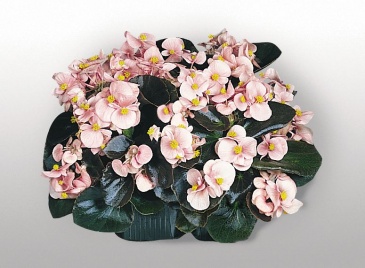 Бегония вечноцветущая (бронзовая листва) (Begonia semperflorens)