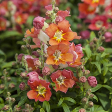 Львиный зев (Антирринум) большой (Antirrhinum majus)