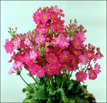 Примула нежная (Primula malacoides)