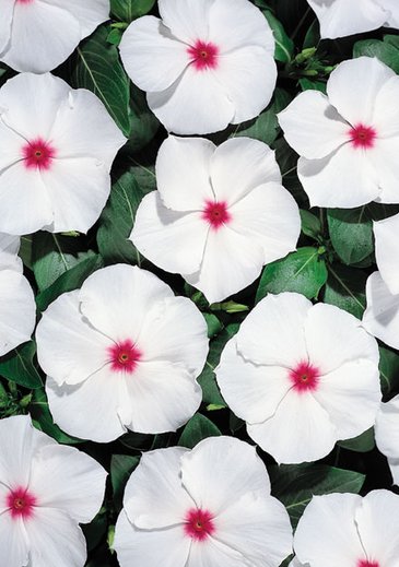 Катарантус розовый (Vinca rosea)