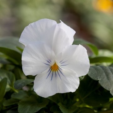 Виола рогатая (Viola cornuta)