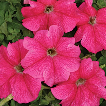 Петуния крупноцветковая (Чехия) (Petunia grandiflora)