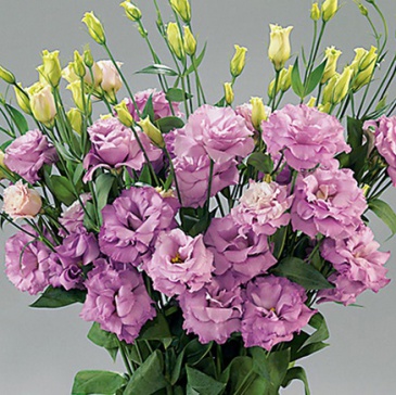 Лизиантус (Эустома) крупноцветковый (Lisianthus grandiflorum)