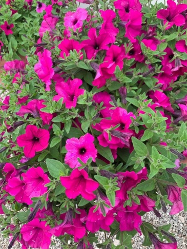 Петуния ампельная гибридная (Petunia x hybrida)