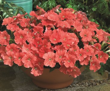 Петуния мелкоцветковая (Petunia milliflora)