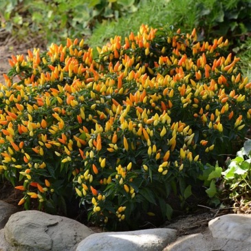 Перец летний (Capsicum annuum)