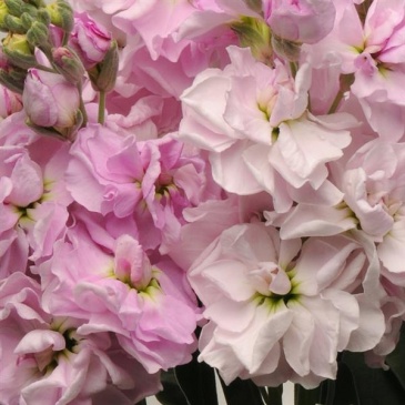 Левкой седой (Matthiola incana)