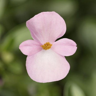 Бегония вечноцветущая (бронзовая листва) (Begonia semperflorens)