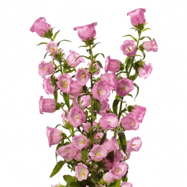 Колокольчик средний (Campanula medium)