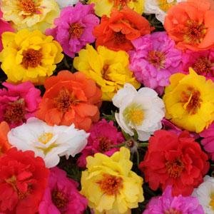 Портулак крупноцветковый (Portulaca grandiflora)