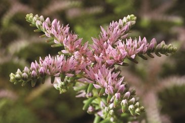 Седум красивый (Sedum pulchellum)
