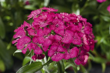 Гвоздика турецкая (Dianthus barbatus)