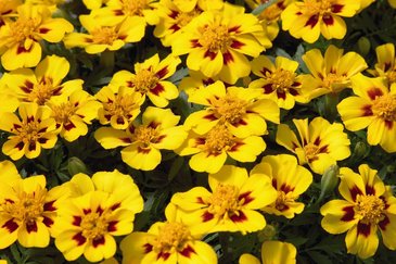 Бархатцы отклоненные (Tagetes patula)