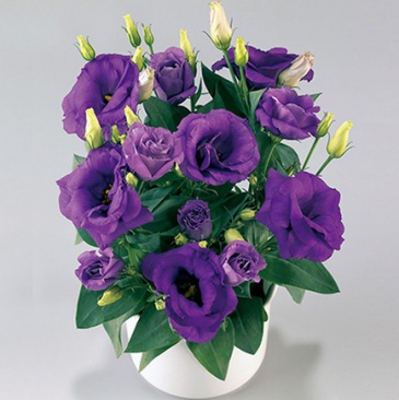 Лизиантус (Эустома) крупноцветковый (Lisianthus grandiflorum)