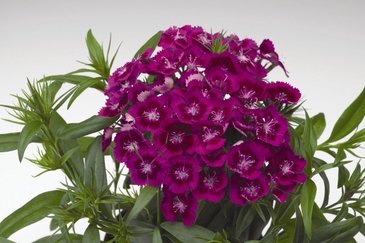 Гвоздика китайская х турецкая (Dianthus chinensis x barbatus)