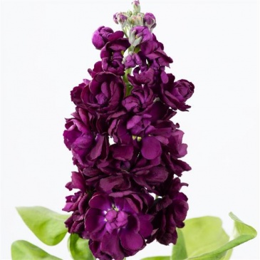 Левкой седой (Matthiola incana)