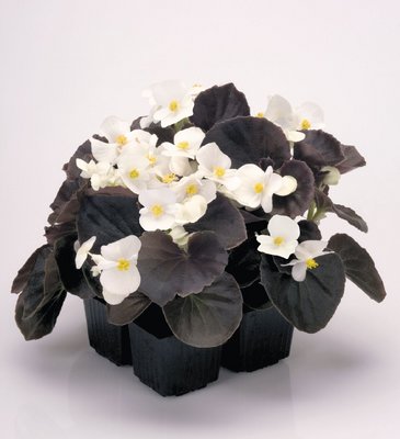 Бегония вечноцветущая (бронзовая листва) (Begonia semperflorens)