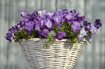 Виола рогатая ампельная (Viola cornuta)