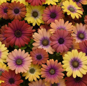 Остеоспермум Эклона (Osteospermum ecklonis)