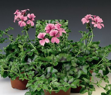 Пеларгония плющелистная ампельная (Pelargonium peltatum)