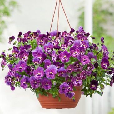 Виола виттрока ампельная (Viola wittrockiana)
