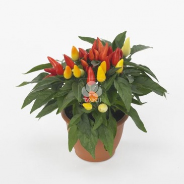 Перец летний (Capsicum annuum)