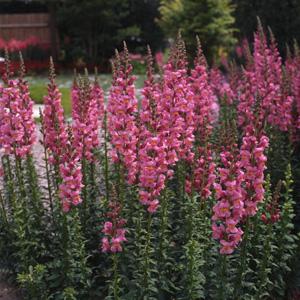 Львиный зев (Антирринум) большой (Antirrhinum majus)