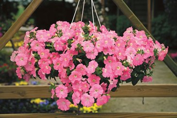 Петуния ампельная гибридная (Petunia x hybrida)