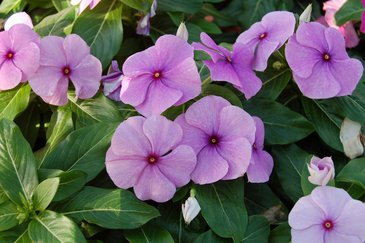 Катарантус розовый (Vinca rosea)
