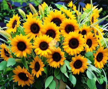 Подсолнечник летний (Helianthus annuus) Подсолнечник летний (Helianthus annuus)