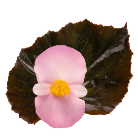 Бегония гибридная (бронзовая листва) (Begonia benariensis)