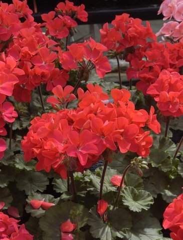 Герань (пеларгония садовая) генетически компактная (Pelargonium x hortorum)