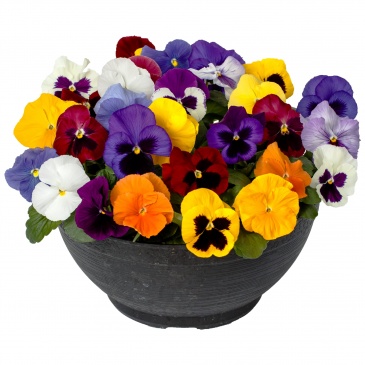 Виола Виттрока (Viola wittrockiana)