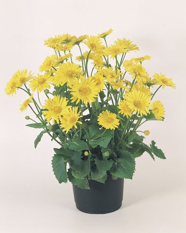 Дороникум восточный (Doronicum orientale)