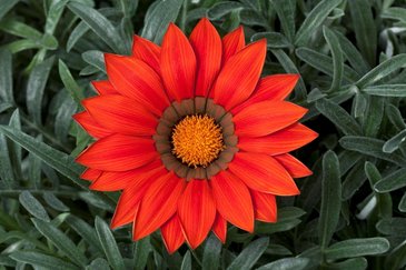 Гацания жестковатая (Gazania rigens)