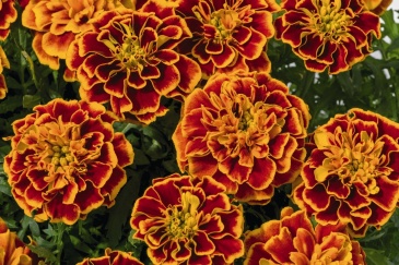 Бархатцы отклоненные (Tagetes patula) Бархатцы отклоненные (Tagetes patula)