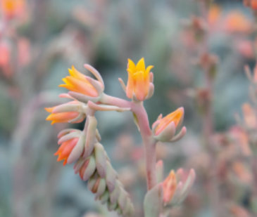 Эхеверия Пикока (Echeveria peacockii (desmetiana))