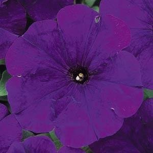 Петуния многоцветковая (Petunia multiflora)