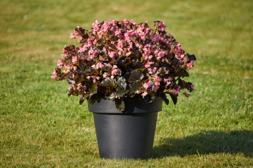Бегония гибридная (бронзовая листва) (Begonia interspecific)