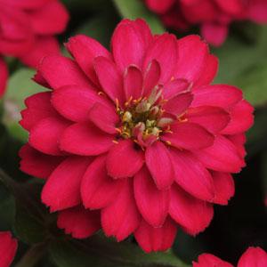 Цинния мариландская (Zinnia marylandica)