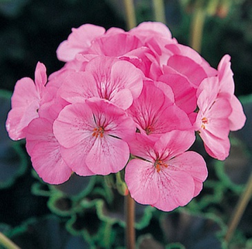 Герань (пеларгония садовая) (Pelargonium x hortorum)